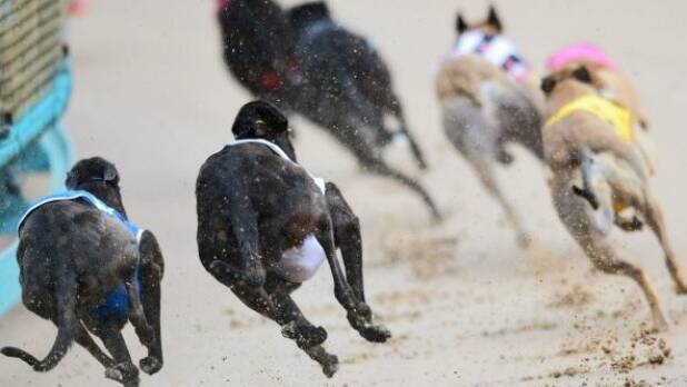 Best dogs to go head to head at Wauchope