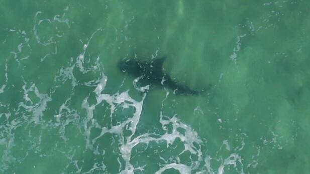 Aerial shark patrols to be extended 