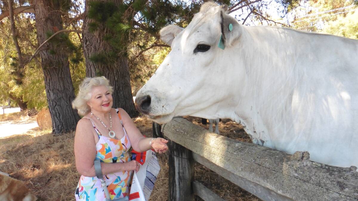 Annette Cochrane with her beloved Chianina  Angelica at the Fairbury Farm.