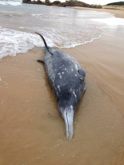 The beaked whale at Redhead. Pic: ORRCA