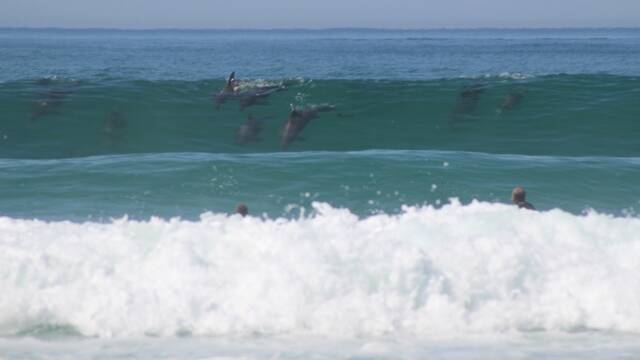 Dolphins play in the water off Lighthouse Beach. Pic Chad Whatley