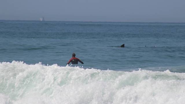 Neil Magnus at Lighthouse Beach this week with what is suspected to be a large shark nearby. Pic Chad Whatley