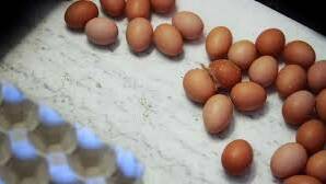 Push for egg labelling standards