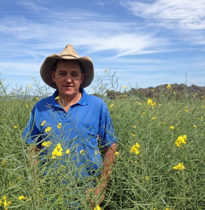 WESTERN MAGAZINE: A crop of Pioneer hybrid averaged a touch over 2 tonnes per hectare and also produced good oil percentages, for Gary Amos, on his property, north of Cowra, in the Central-West region of NSW. Mr Amos says that for the past six years he has been growing canola, and usually produced yields of 0.5 to 0.6 tonnes per acre.