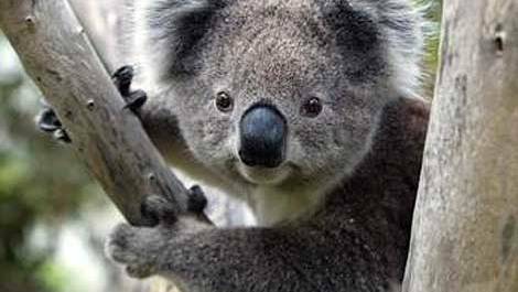 Working to conserve koalas