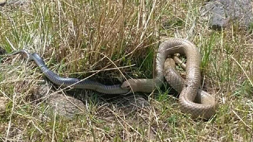 A brown snake eating a black snake on a Bethanga farm. Pictures: John Northey