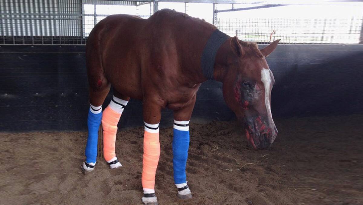 Badly injured: One of Helen Riek's horses, which was badly burned in the Pappinbarra fires.