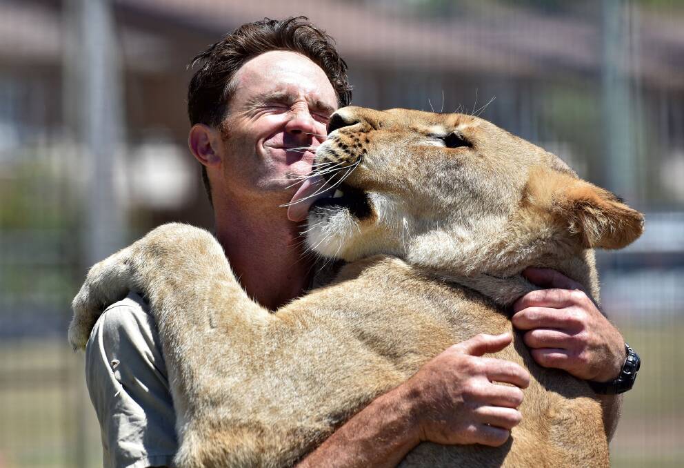 Cat kisses: Matt Ezekial with his "children", the lions he has hand-raised since they were born. Photo: Matt Attard