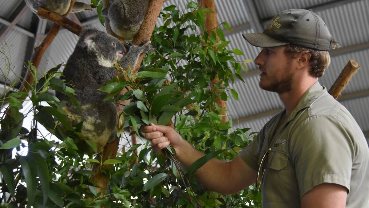 Blake Stone, senior Zoo Keeper at Billabong Zoo feeds a koala fresh eucalyptus leaves. Photo: Matt Attard