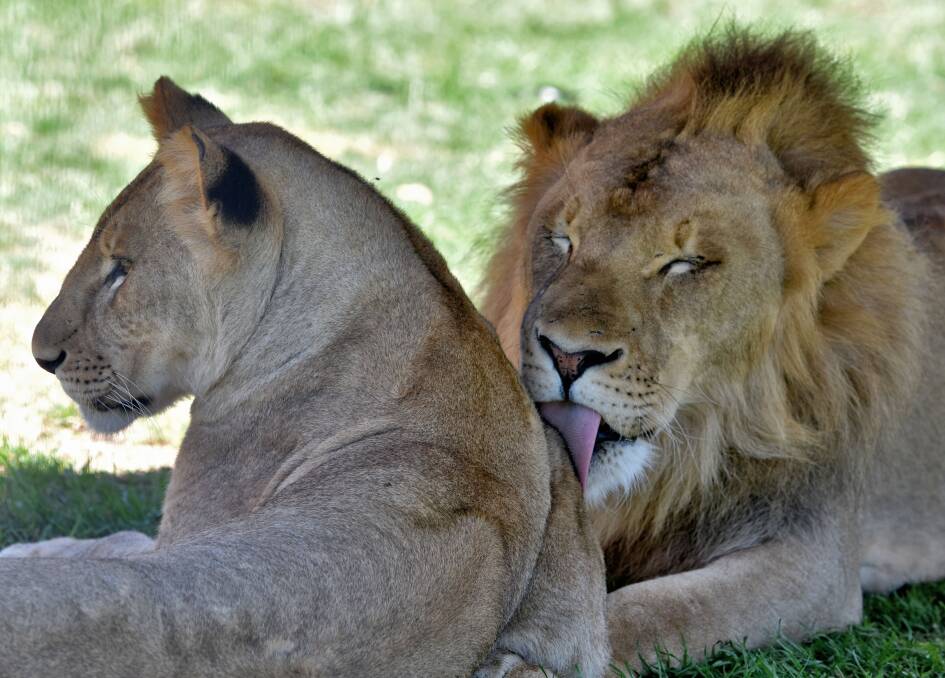 Two of the Stardust circus lions relaxing with each other in the shade of their enclosure. Photo: Matt Attard