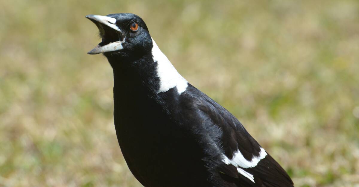Protecting their own: Magpies swoop to protect their territory. Be careful during the current nesting season.