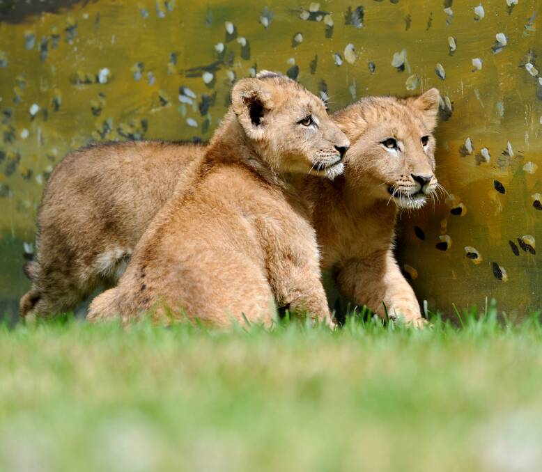 Cute cubs: Two African lion cubs have arrived at the Billabong Zoo. Photo: Matt Attard