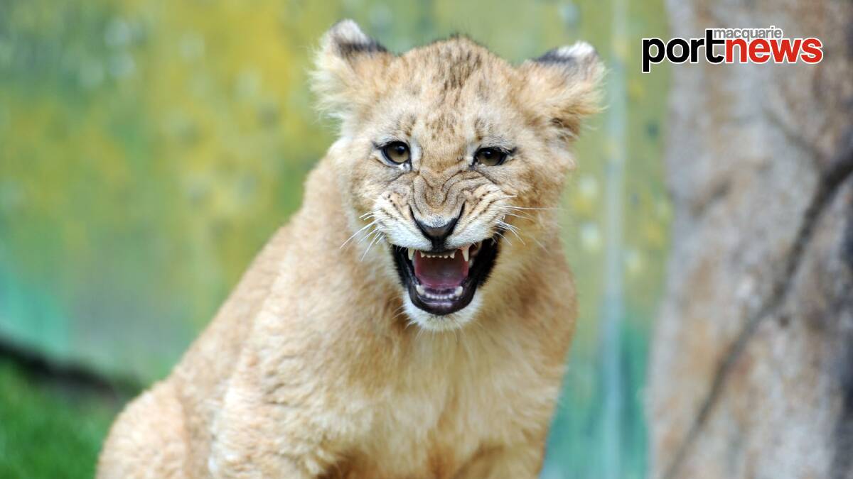 Two African lion cubs have arrived at the Billabong Zoo in Port Macquarie. Photos: Matt Attard
