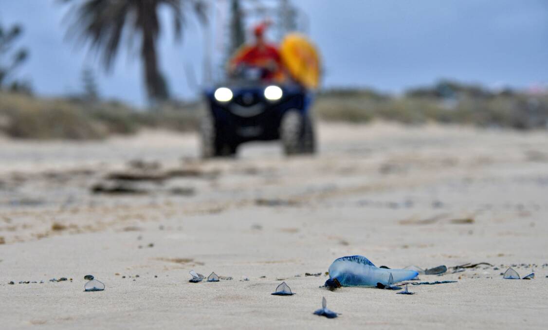 On the lookout: Lifeguard Angus Knox, background, patrols as bluebottles wash ashore on Town Beach. Photo: Ivan Sajko