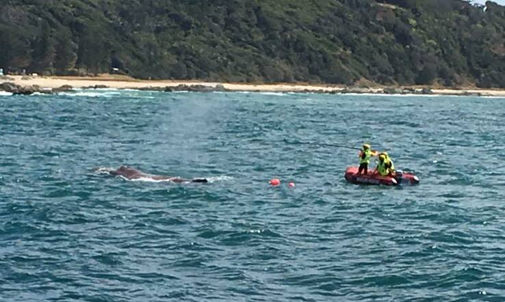 Crews try to free the whale. Photo: Courtesy of Marine Rescue NSW Facebook