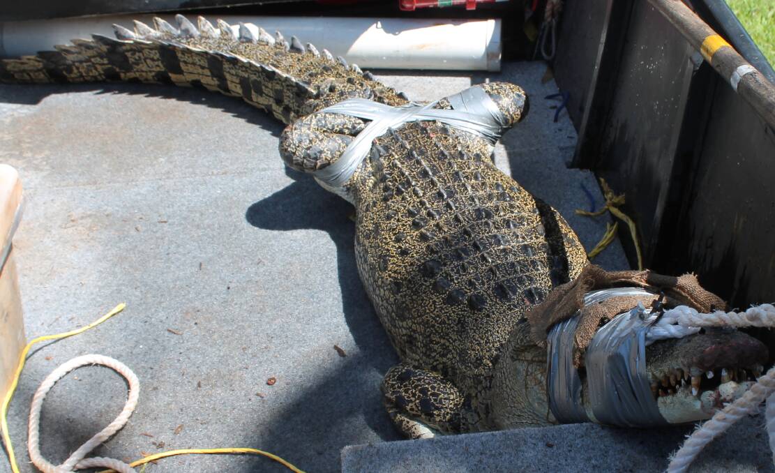 GOTCHA: Four saltwater crocodiles have been caught already this year. 
