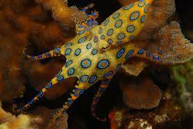 Report sightings: A number of blue-ringed octopus sightings have been reported in rock pools at Bonny Hills.
