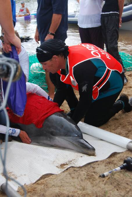 Make a difference: ORRCA the (Organisation for the Rescue and Research of Cetaceans in Australia) is urgently seeking volunteers to meet a shortfall in trained marine animal rescuers.