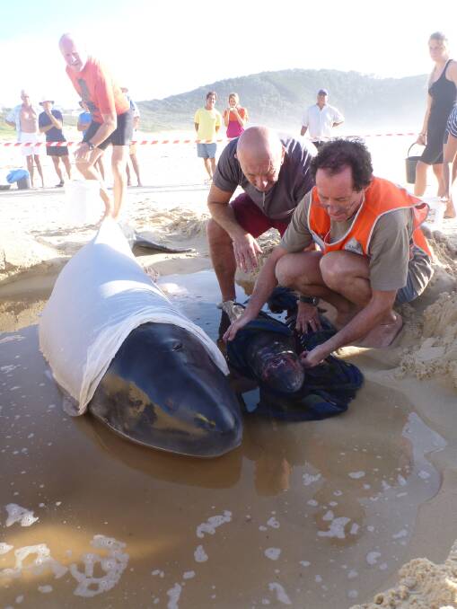 Needing help: Multiple whale strandings in the local area has moved ORRCA the (Organisation for the Rescue and Research of Cetaceans in Australia) to host a training day next Saturday, October 26 in Port Macquarie. Here a local volunteer helps a little Pygmy sperm whale at Lighthouse beach