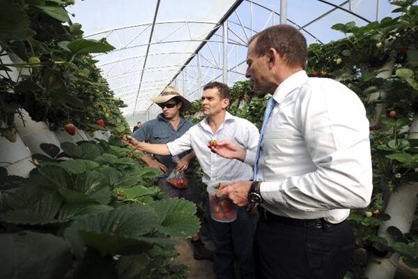 Small business matters: Federal opposition leader Tony Abbott (centre) reaches for a strawberry as Ricardoes Tomatoes and Strawberries co-owner Anthony Sarks and farm manager Rob Southey look on. Pic: PETER GLEESON