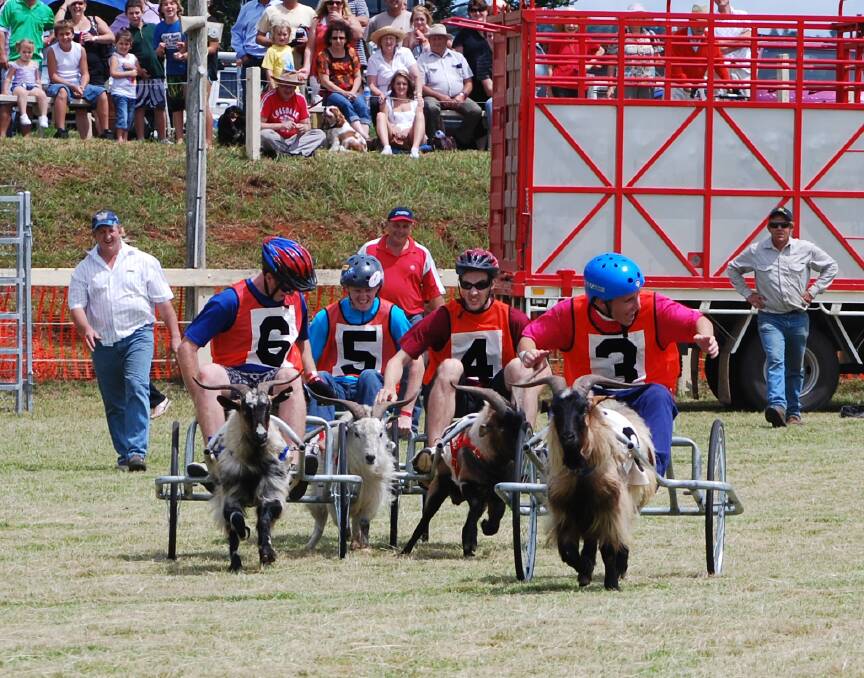 The goat races will be one of the highlights at the Comboyne Show this weekend.