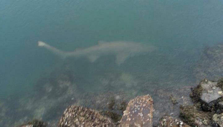 James Kennedy spotted this shark off the North Haven Breakwall around Christmas.