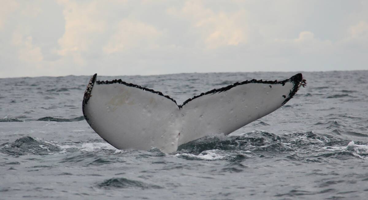Australia has become a world leader in the protection and conservation of whales since laws were put in place to ban whaling in 1978. The annual whale census day, plays a valuable role in those conservation efforts, says ORRCA.