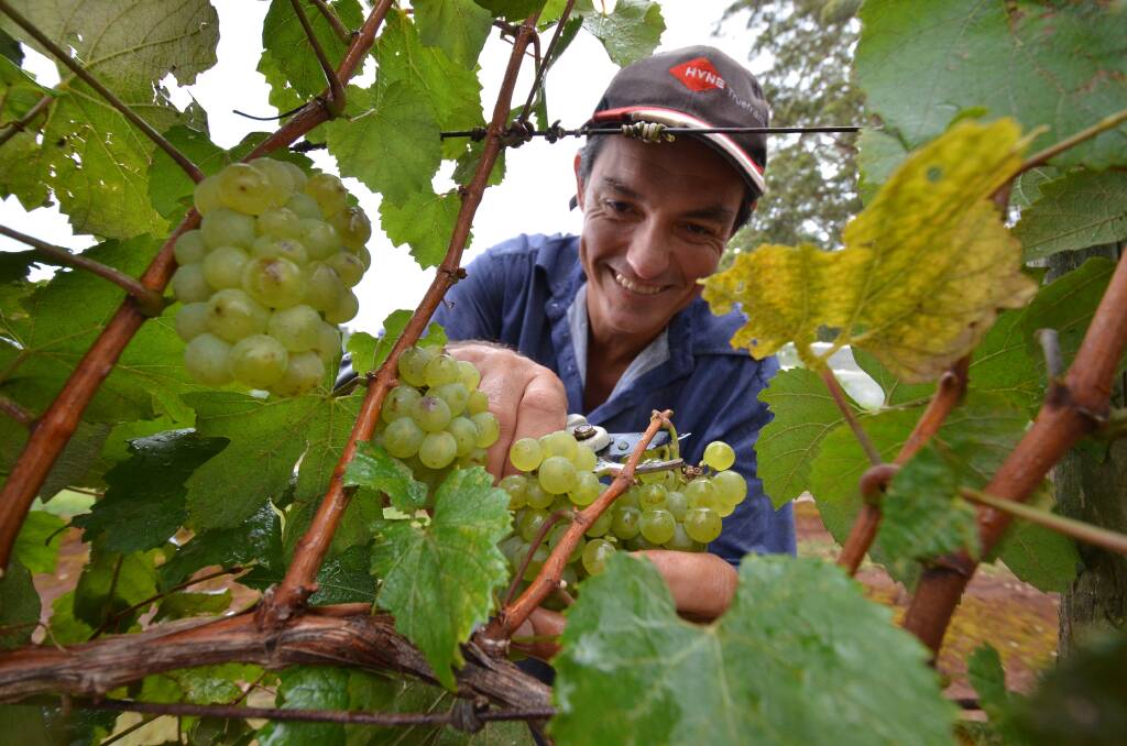 Top pick: Jason Charley launches into the first harvest of grapes which are expected to produce one of the best Hastings wine vintages in almost 10 years. Pic: NIGEL McNEIL