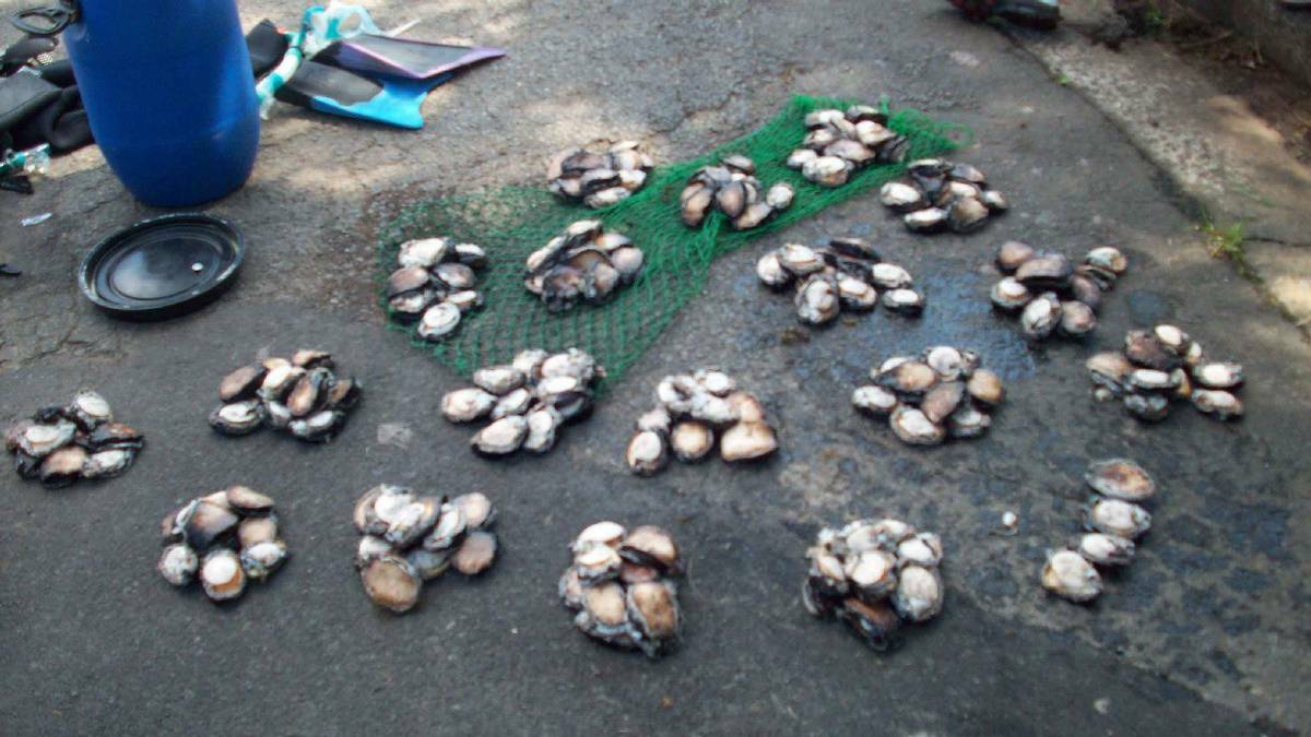 Two men have been convicted of abalone theft, fined $4000 each and placed on good behaviour bonds after being caught stealing 185 abalone. PHOTO: South Coast Register.
