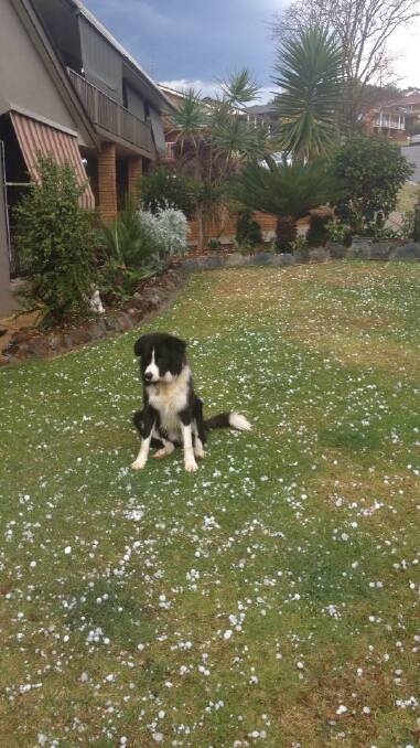 This 10-month-old Border Collie named King was enthralled by his first hailstorm. Once it was over, he started crunching on it! From Stephanie Wandee Fielding.