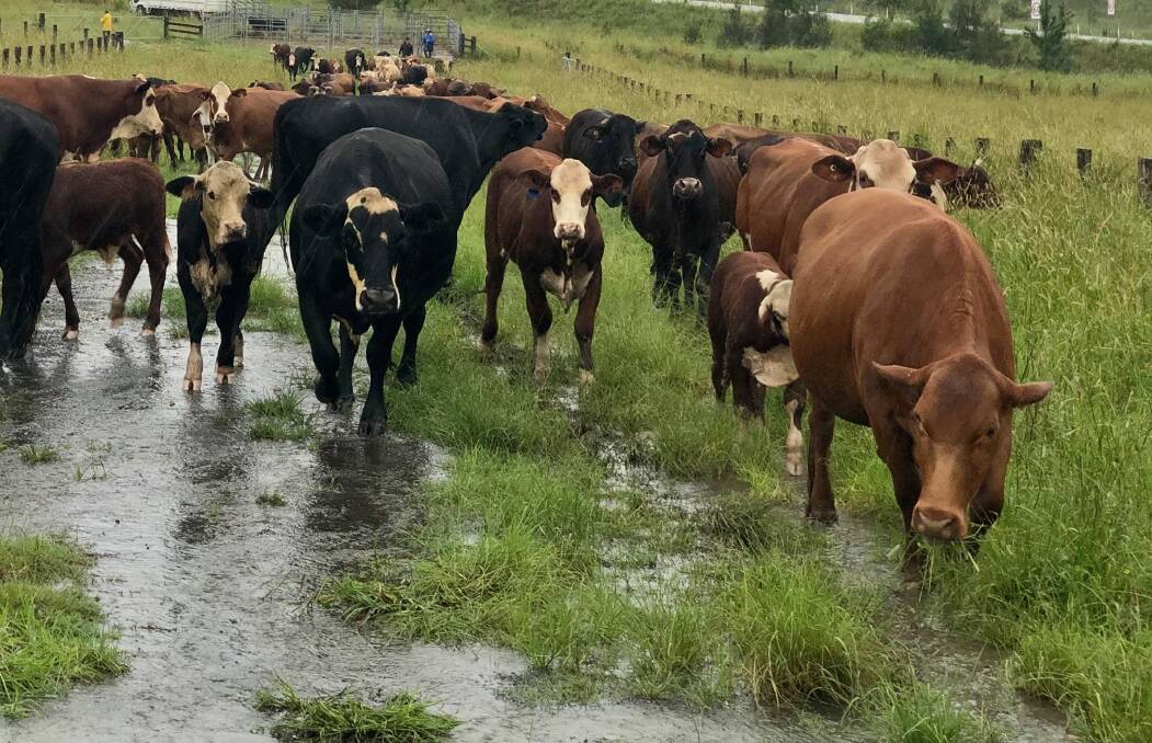 Cattle moving to higher ground. Photo: Samantha Townsend