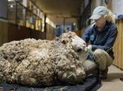 WOOL GALORE: Alex the sheep was found by a bushwalker on Mount Alexander last week. Picture: SUPPLIED