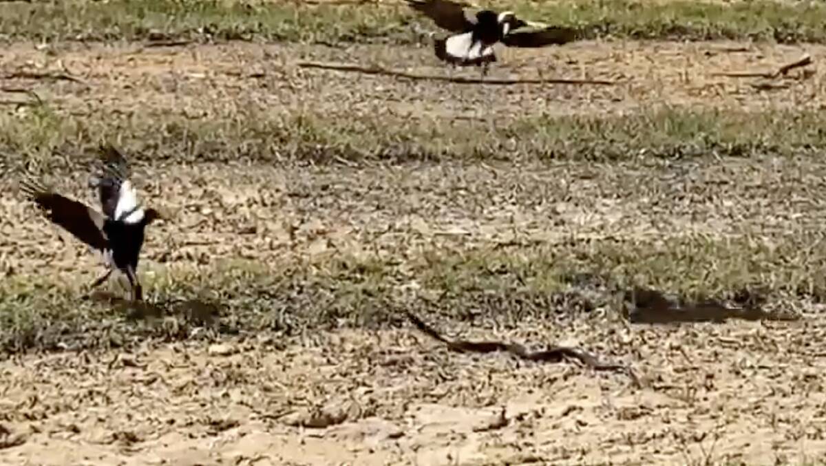 In the video, the birds circled around the snake before the reptile made a lunge at them, prompting them to fly away. 