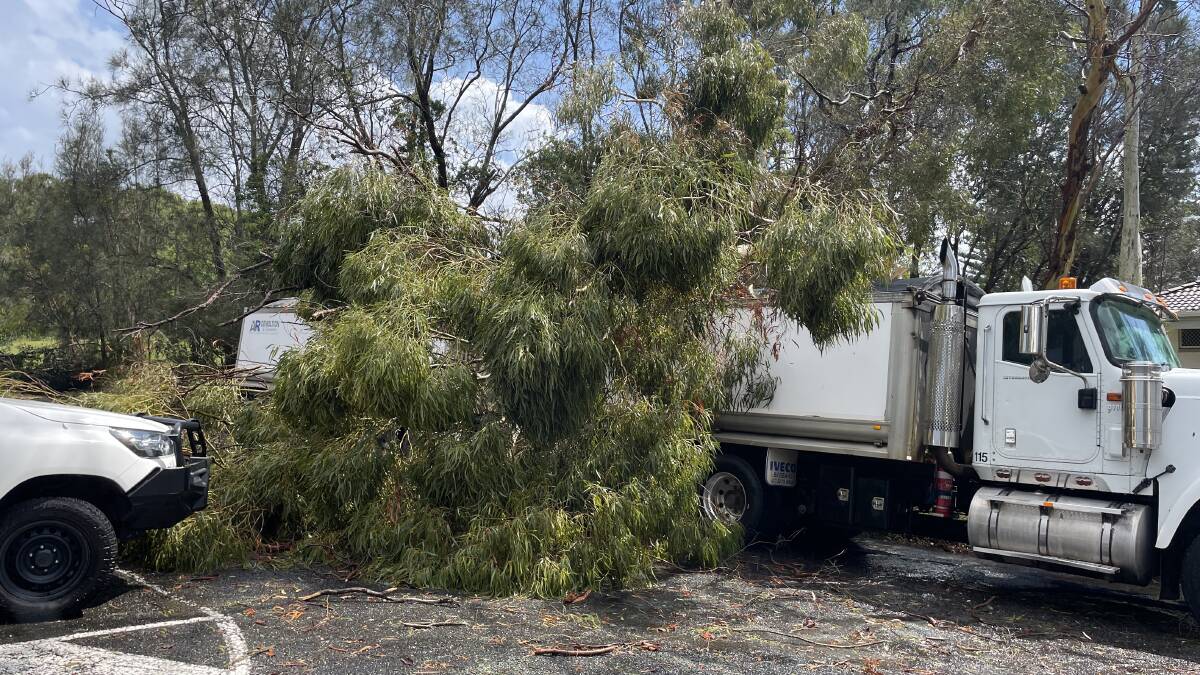 A fallen tree on a truck. Picture by Liz Langdale.