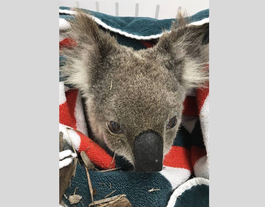 Veterinarians for Climate Action are worried about the impact of climate change on individual animals and species like koalas. Photo supplied