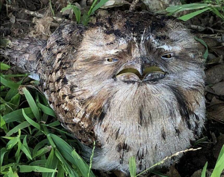 Reports of sick and dying Tawny Frogmouths in the Port Macquarie area have left residents wondering if poison or water quality might be to blame. Photo supplied