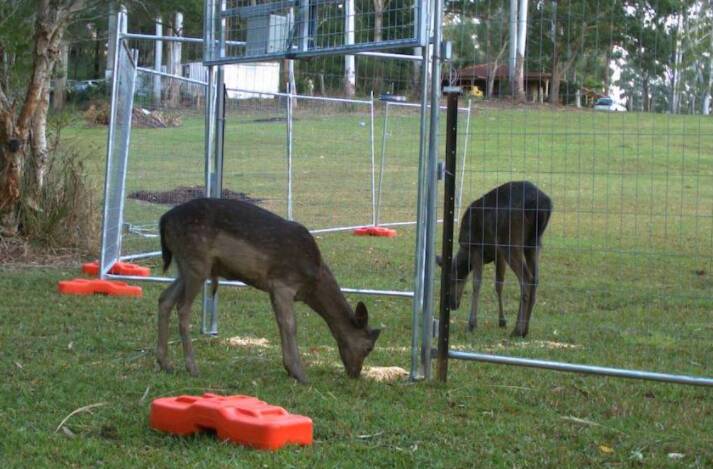  Port Macquarie-Hastings community is invited to a feral deer webinar on on Tuesday, May 3. Photo by North Coast LLS