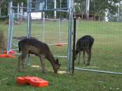  Port Macquarie-Hastings community is invited to a feral deer webinar on on Tuesday, May 3. Photo by North Coast LLS