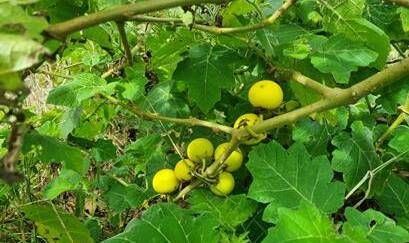 The council is attempting to eradicate the highly invasive Tropical Soda Apple plant (Solanum viarum) from the landscape. Picture supplied