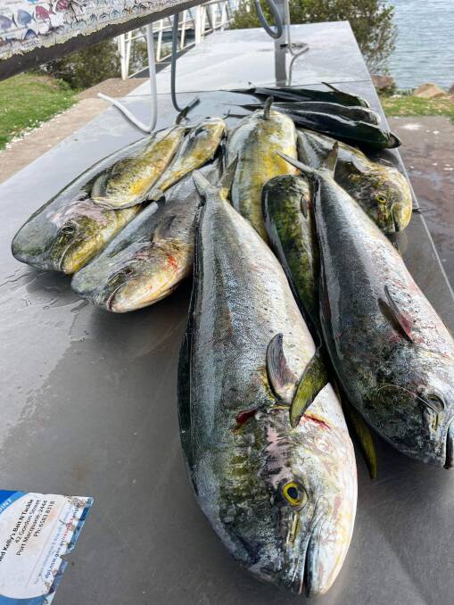 Anglers reported good numbers of mahi mahi off the Port Macquarie FAD (fish aggregating device). {Picture supp