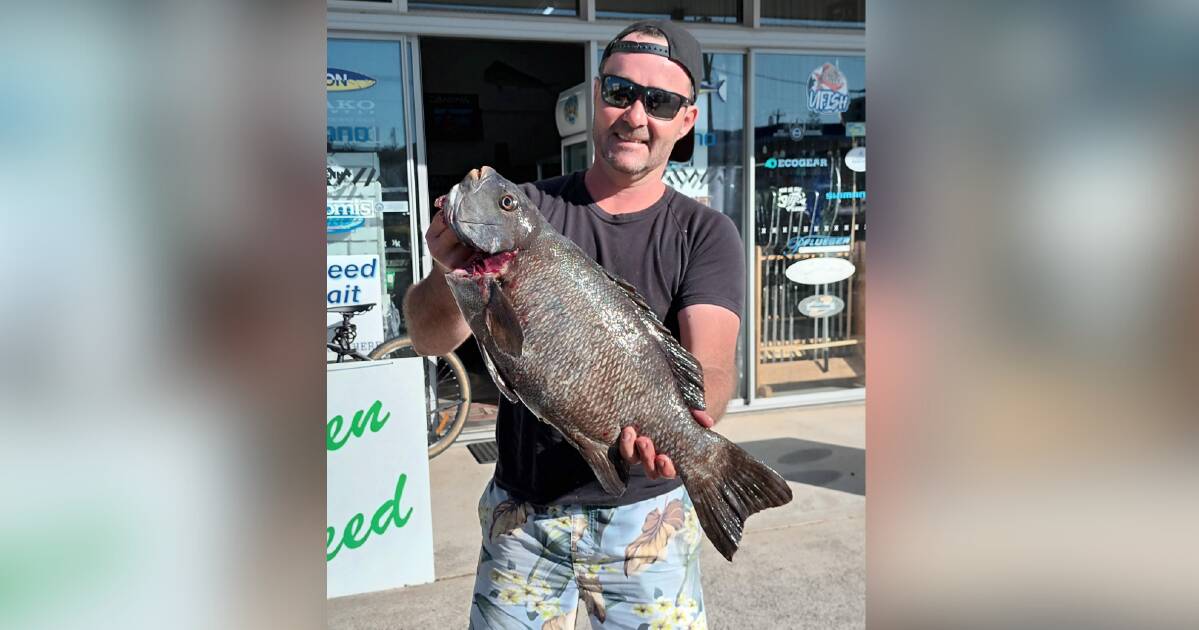 What's biting: squid in the Hastings, drummer in the Haven and thefts on  the rise, Port Macquarie News