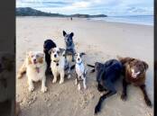 Photo friendly dogs on Lighthouse Beach. Picture by Zoe Spooner