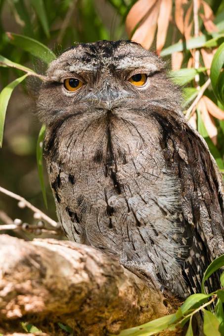 A healthy Tawny Frogmouth. Photo supplied.