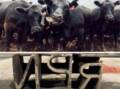 The distinctive earmark of the missing cows and the brand that has been used on them. Picture supplied