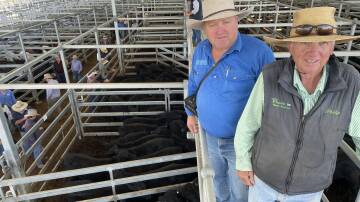 Justin Williamson, Williamson Rural Marketing, and Phillip Frame, Frame Rural Inverell, with a pen of 63 steers offered by George Boland, Moree.