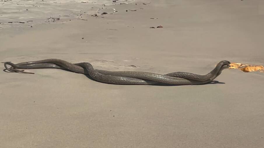 Two Eastern Brown snakes were sighted entwined on Nobbys Beach, Port Macquarie. Picture by Fede Chiappetta 