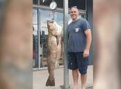 This week's photos is thanks to Ned Kelly's Bait n Tackle, with John Henderson weighing in a thirty kilo mulloway he recently speared off the rocks in Port Macquarie.
