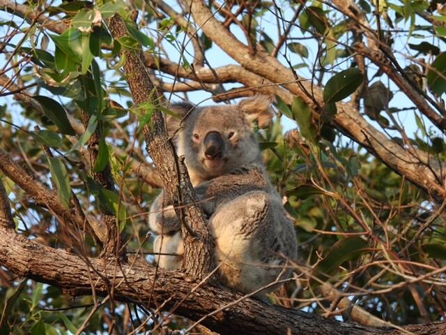 Cathie Bravo may be safe in his tree for now, but 40 per cent of his original habitat is expected to be cleared. Picture: supplied