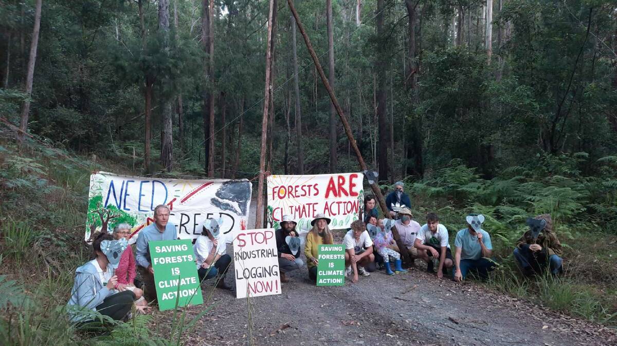 Activists at the Lorne State Forest have caused logging operations to come to a halt after a tree platform blocking logging machines. Picture supplied