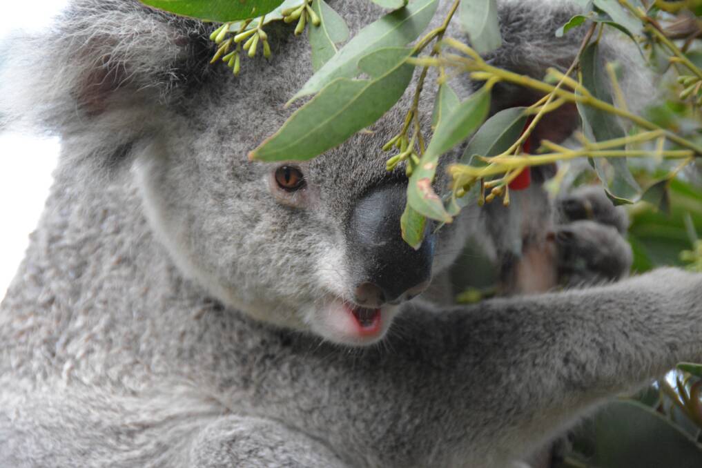 The facility will be used to help reinforce small, fragmented koala populations and even help re-establish locally extinct koala populations in areas where they used to occupy. Picture by Emily Walker